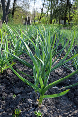 Obraz premium Rows of green onion sprouts in a field from a low angle perspective. Blurred background of trees