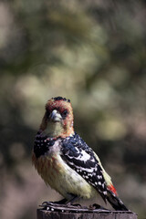 close photo of  crested barbet
