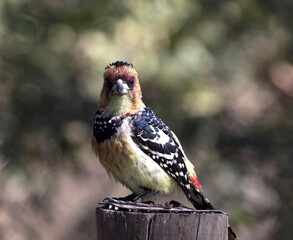 close photo of  crested barbet