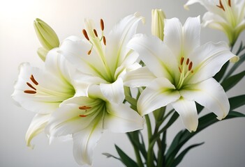 Obraz premium Lilies flower closeup Realistic Light understand sun light significantly summer season flower concept