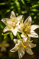 white lily flowers