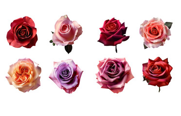 Obraz premium set of colored cream lavender PNG multicolored flowers isolated on white and transparent background - Fragrance Aromatherapy Herbaceous Garden 