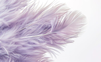 Obraz premium Purple feather on white background