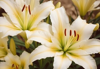 Fototapeta premium Lilies flower closeup Realistic Light understand sun light significantly summer season flower concept