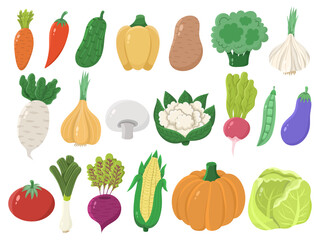 Large set of flat vector different vegetables on a white background. Cartoon different icons