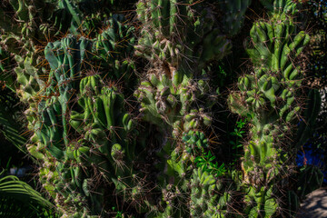 Cactus thickets. Close-up photo of cactus thickets. Spiny and green cacti close-up. Cactus background