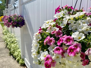 Row of hanging petunia baskets blooming on white fence in summer