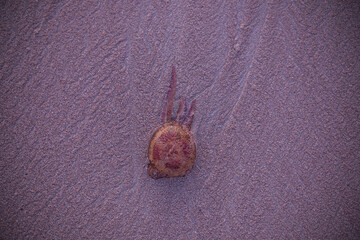 A jellyfish washed ashore lies in the sand, illuminated by the rays of dawn. Red jellyfish in wet sand on the surf line. Beautiful shoot on a marine theme