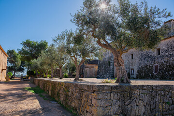 Old Olive Garden. Olive trees on a sunny summer day. The sun shines through the crowns of olive...