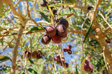 Purple olives ripen on the branches. Olives on the branches of an olive tree ripen in the sun. Ripe olives close-up. Natural photo of Natural products