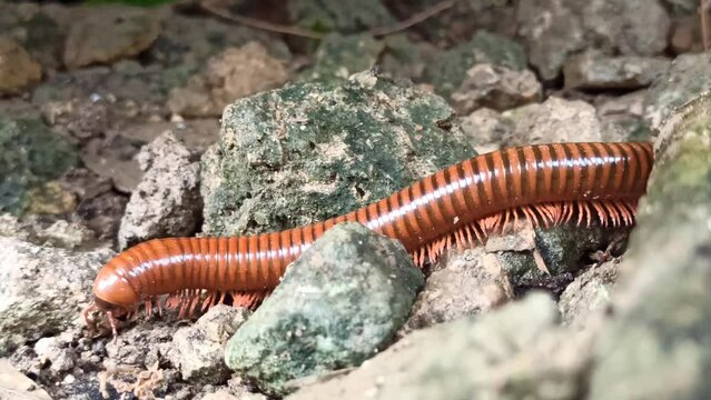 Chilopoda on the yard