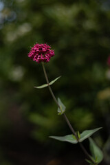 La valeriane du jardin