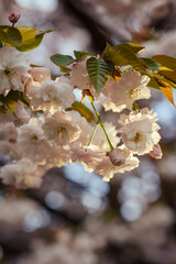Sakura flowers in sunlight close-up. White and pink large beautiful flowers on a branch. Abundant cherry blossoms