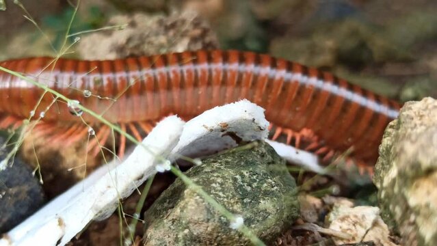 Chilopoda on the yard