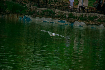 Seagull flying over the lake and people in the background.