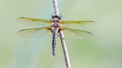 dragonfly on a branch