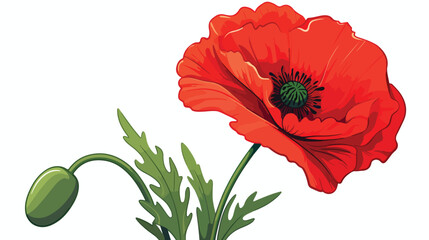 Vector red poppy flower blooming closeup. Isolated