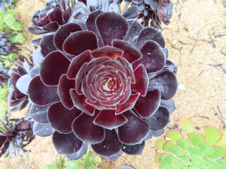 close up of a cactus