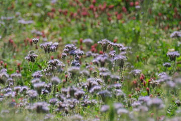 Wildflowers bathed in soft sunlight
