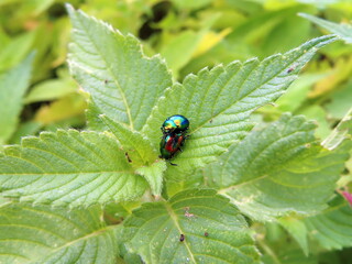 two beetles on green leaves