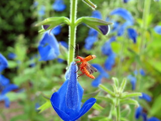 orange insect on iris flower