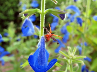orange insect on iris flower