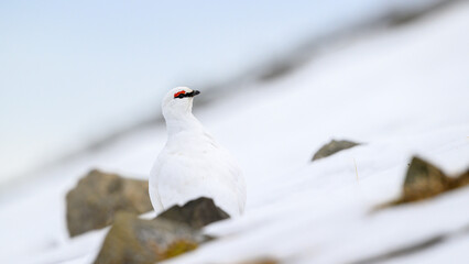 Portrait of male, white Svalbard Rock Ptarmigan (Lagopus muta hyperborea) in spring