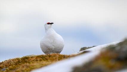 Portrait of male, white Svalbard Rock Ptarmigan (Lagopus muta hyperborea) in spring