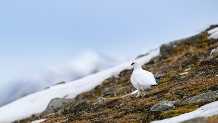 Male, white Svalbard Rock Ptarmigan (Lagopus muta hyperborea) in landscape in spring