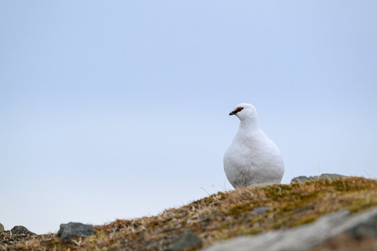 Portrait of male, white Svalbard Rock Ptarmigan (Lagopus muta hyperborea) in spring