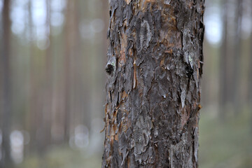 Touch by nature, tree with blur background