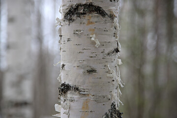 Tree. White trunk, birch on the blur background 