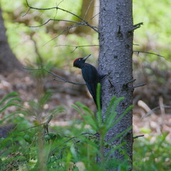 Dryocopus martius aka Black woodpecker is drinking water from puddle in the forest. 