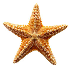 Sea creatures concept with a starfish Isolated on transparent background