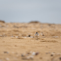 Cute little water bird. Sand background. Bird: Common Ringed Plover. Charadrius hiaticula.