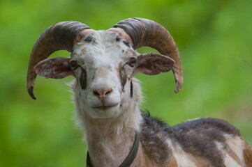 Funny close-up horned goat portrait. Isolated on green blurred background. © czjonyyy