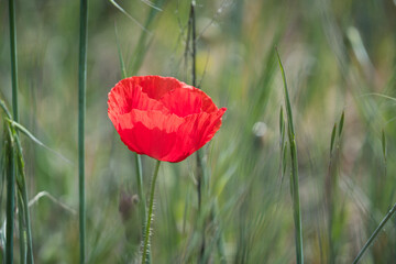 isolated single red poppy flower on green field in spring.