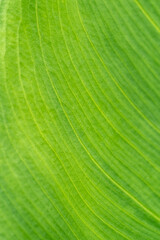 Leaves Tropical forest trees texture background wallpaper. Green leaf veins textures for backgrounds and wallpaper. Texture background. Abstract background. Macro photography. Close up