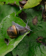 snail on a leaf