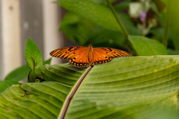 A vibrant orange Gulf fritillary butterfly, adorned with black and white spots, rests on a large green leaf with its wings fully spread.