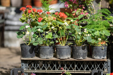 Fair of flowers in Tbilisi Georgia. Beautiful Strawberries Fragaria plants in plastic pots for home or garden, soft focus. Various bouquets in baskets for sale at street market