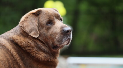 Sleepy brown mastiff Labrador dog portrait