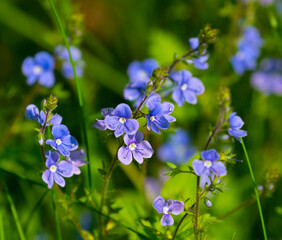 Veronica Serpyllifolia. Beautiful floral background.