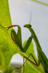 green praying mantis