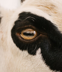 close up of a sheep eye 