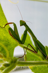 green praying mantis