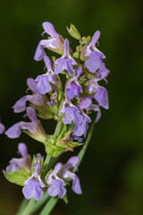 Close up of common sage (salvia officinalis) flowers in bloom
