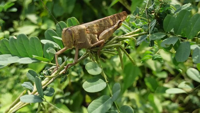 grasshopper on the green leaves