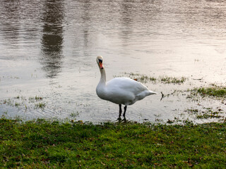 A swan stands by the lawn
