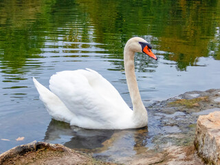 Beautiful swan near the shore